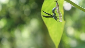 A close-up of an insect clings to a leaf, with a vibrant green background that is blurred, highlighting the sharp details of both the insect and the leaf. The insect is interacting with a transparent cocoon-like structure, possibly indicating a natural process or life cycle.