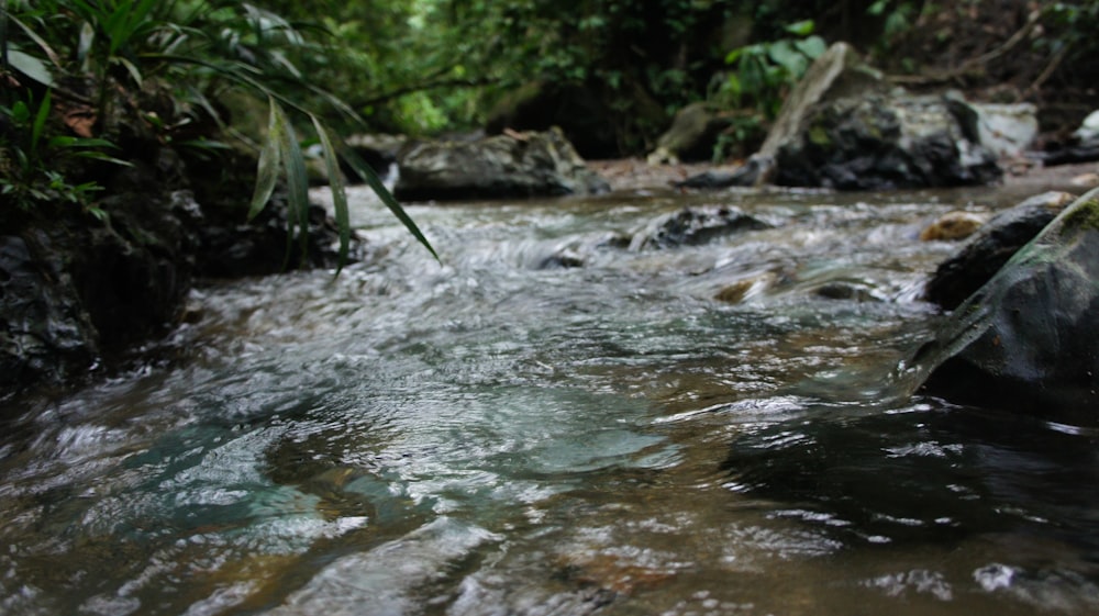 a stream running through a lush green forest