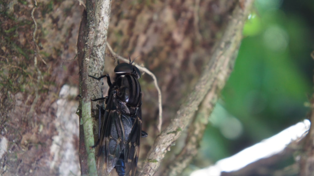a large insect sitting on top of a tree branch