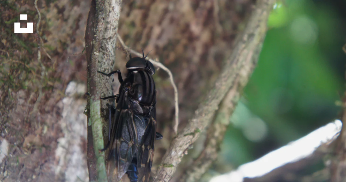 A large insect sitting on top of a tree branch photo – Free Río claro ...