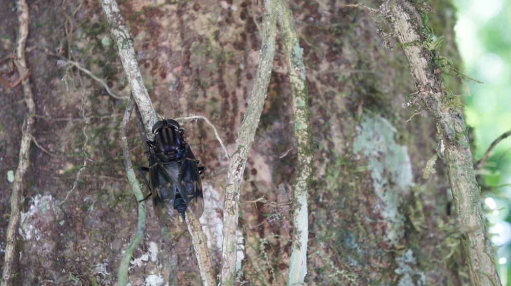 a large black insect sitting on the side of a tree
