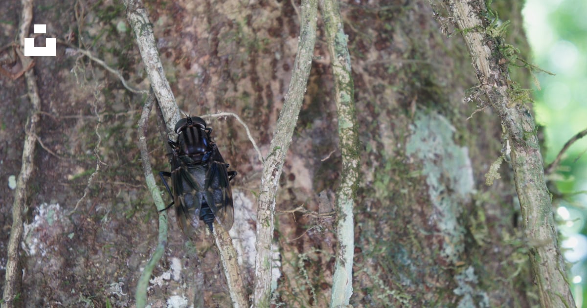 A large black insect sitting on the side of a tree photo – Free ...