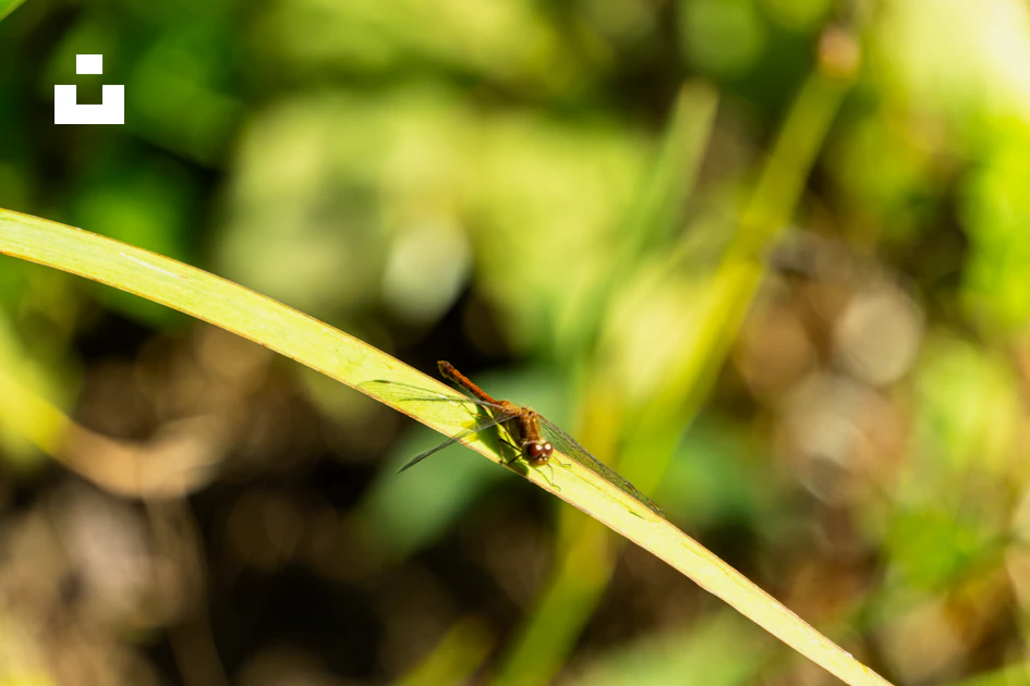 Foto Un pequeño insecto sentado encima de una hoja verde – Imagen ...