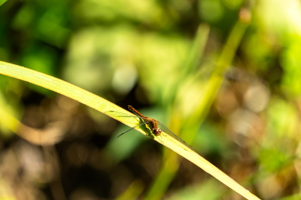 a small insect sitting on top of a green leaf