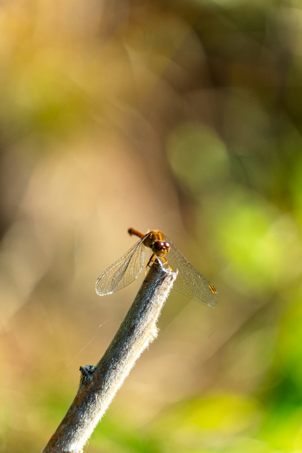 a close up of a dragonfly on a stick