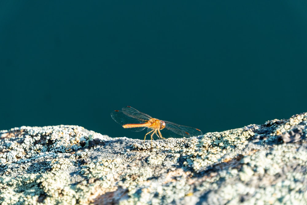 a bug sitting on top of a rock next to a body of water