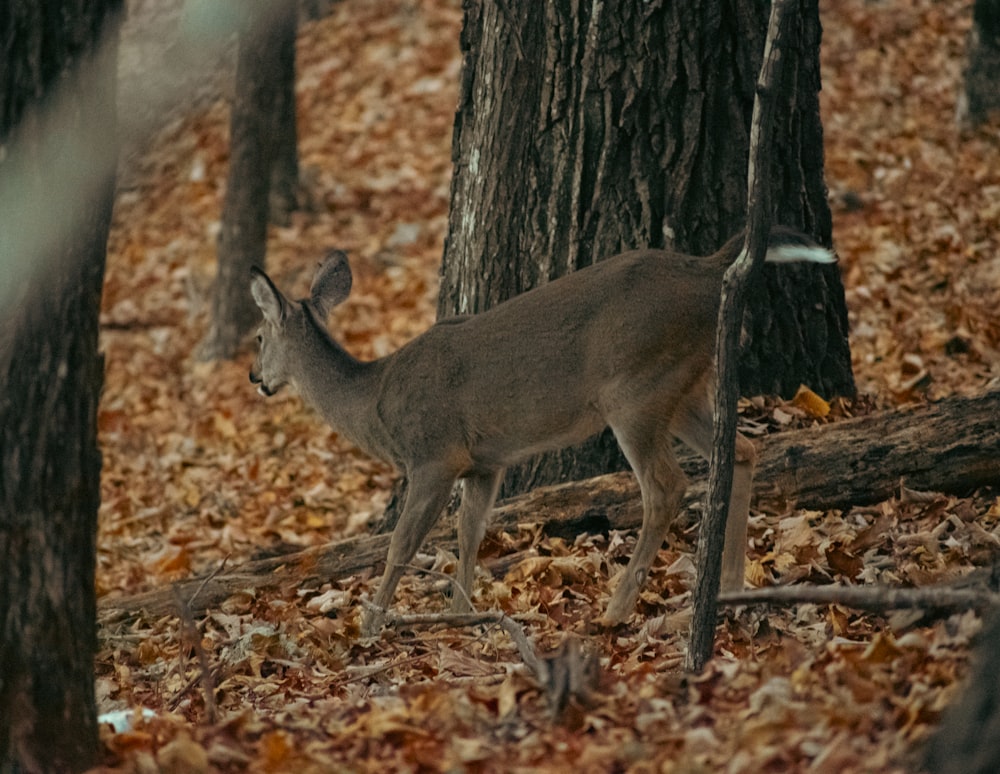 a deer standing in the middle of a forest