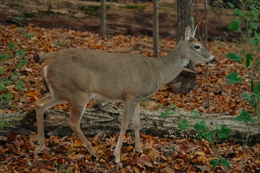 Un cervo è in piedi in una zona boscosa