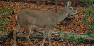 a deer is standing in a wooded area