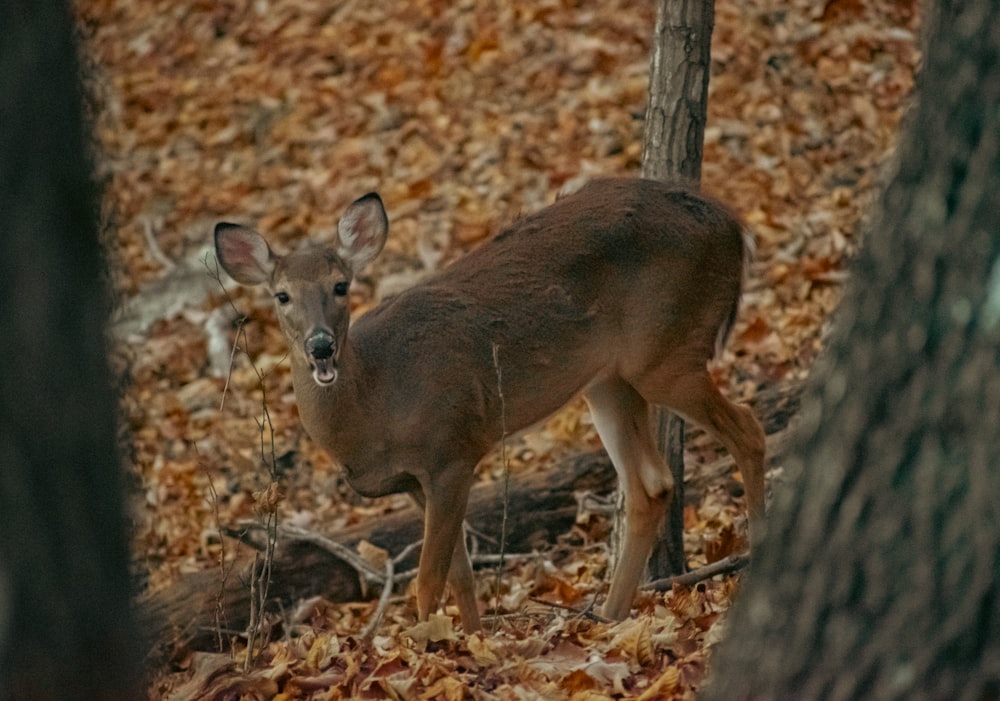 a deer standing in the middle of a forest