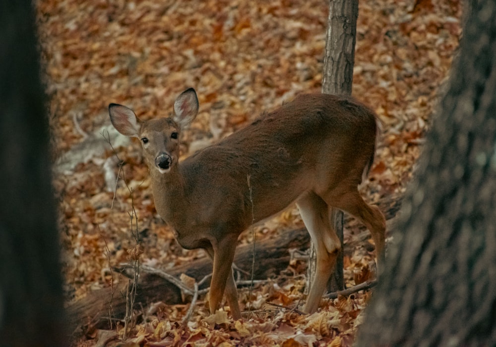 a deer standing in the middle of a forest