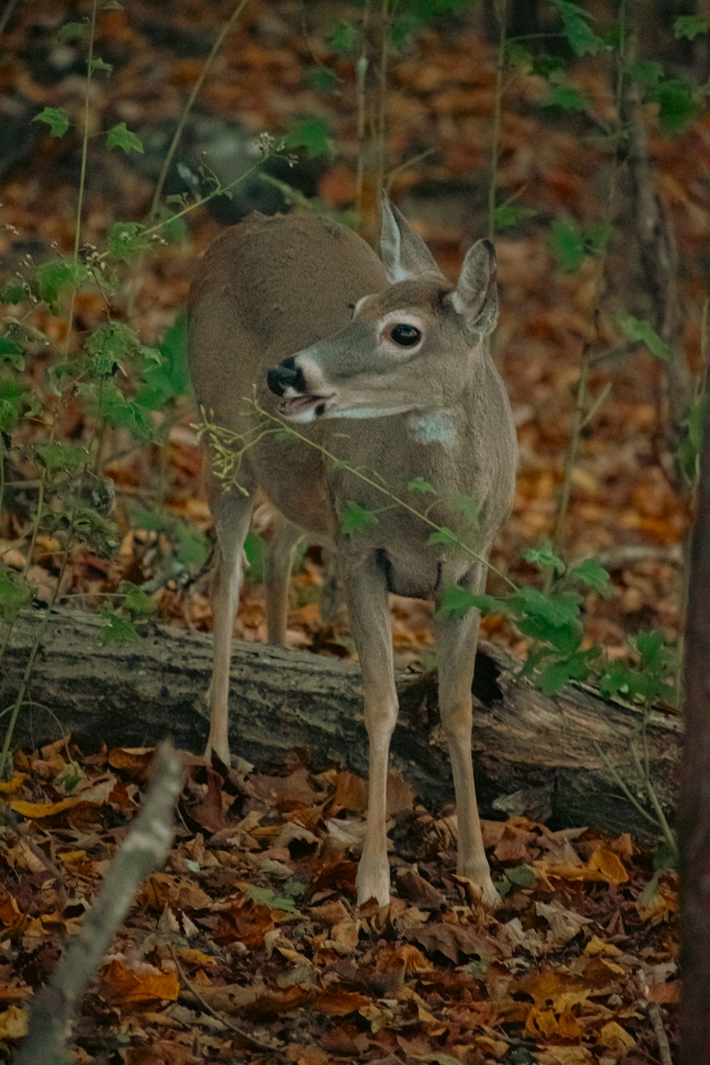 Un piccolo cervo in piedi nel mezzo di una foresta