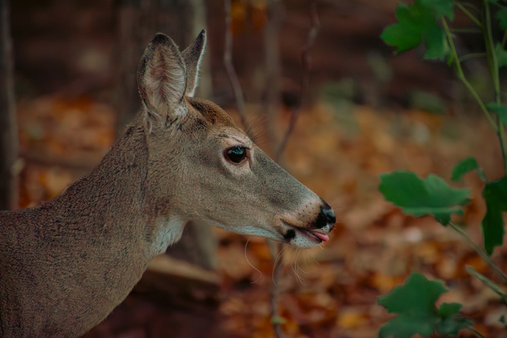 a deer standing in the woods with its mouth open