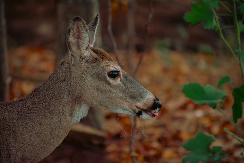 un cerf debout dans les bois avec la gueule ouverte