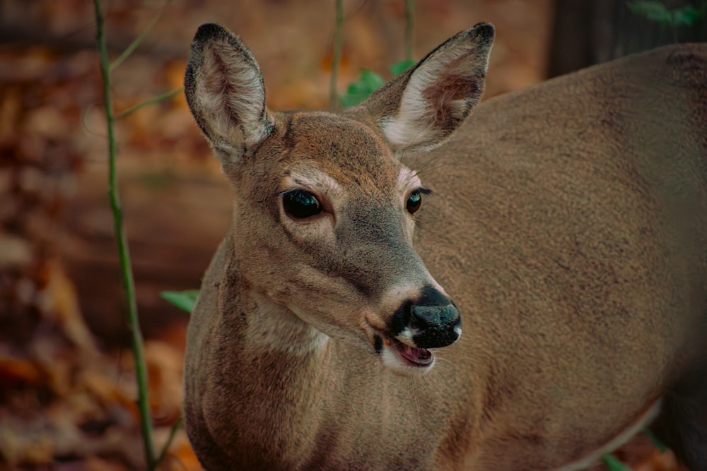a close up of a deer with a blurry background