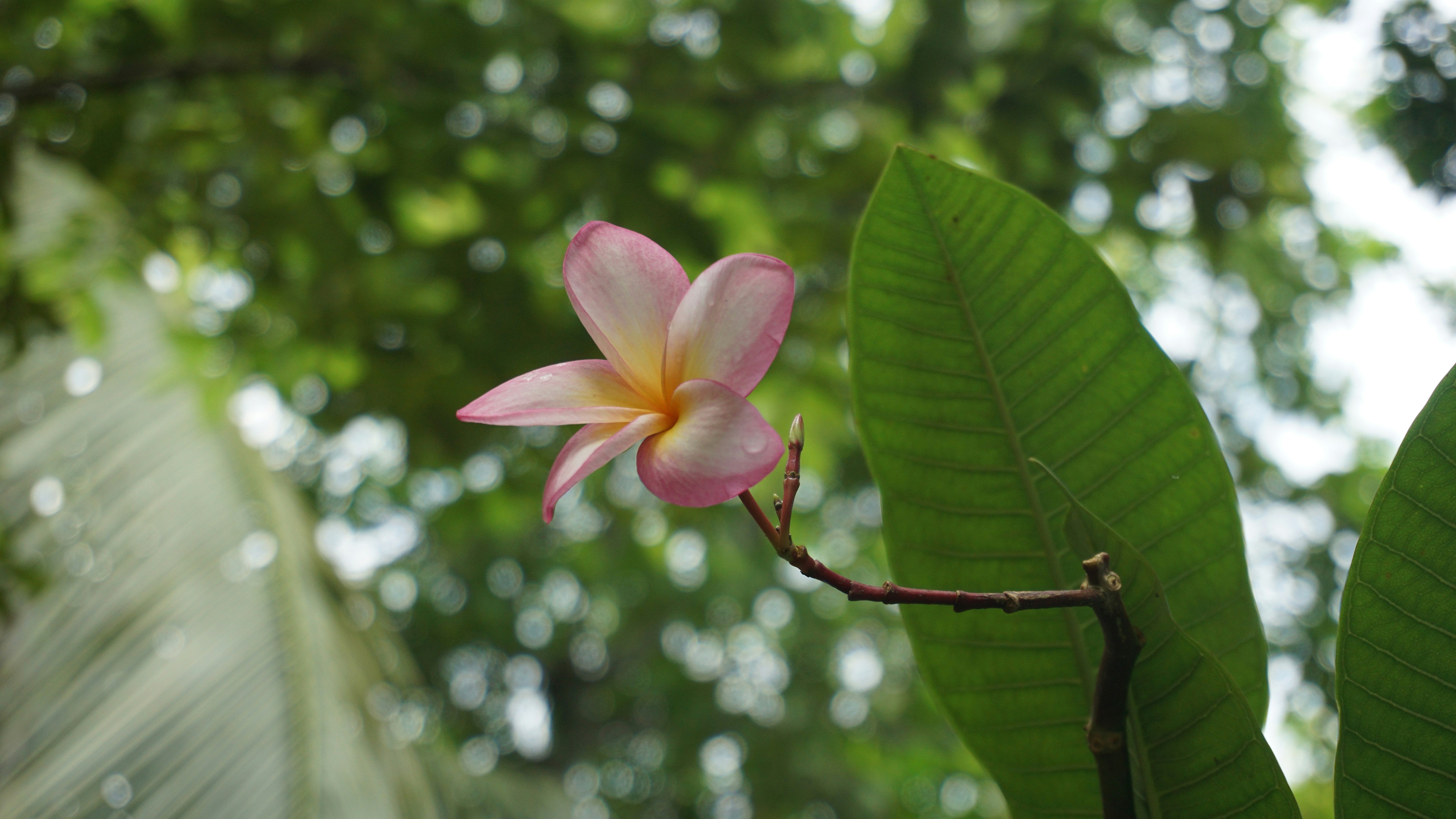 Photo by rumonbangladesh12