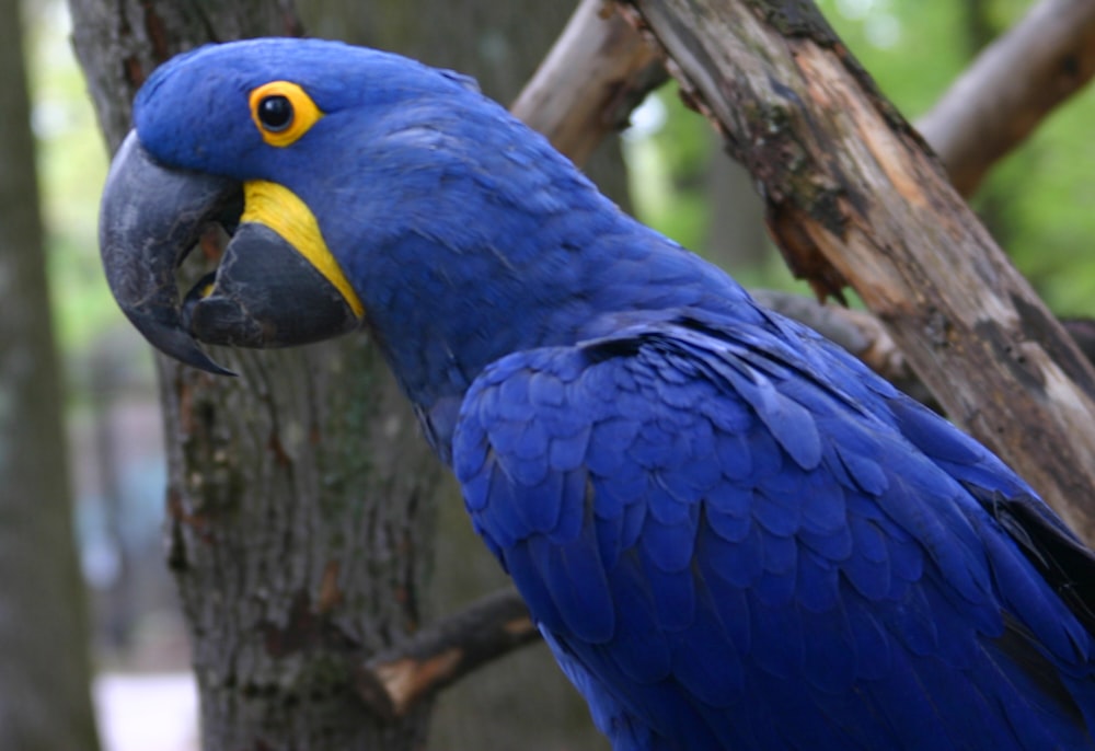 a blue and yellow parrot standing next to a tree