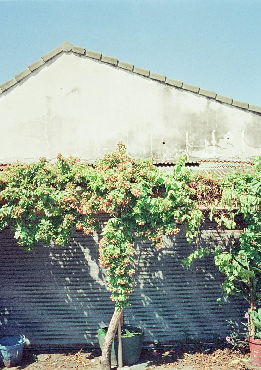 a house with a vine growing over the side of it