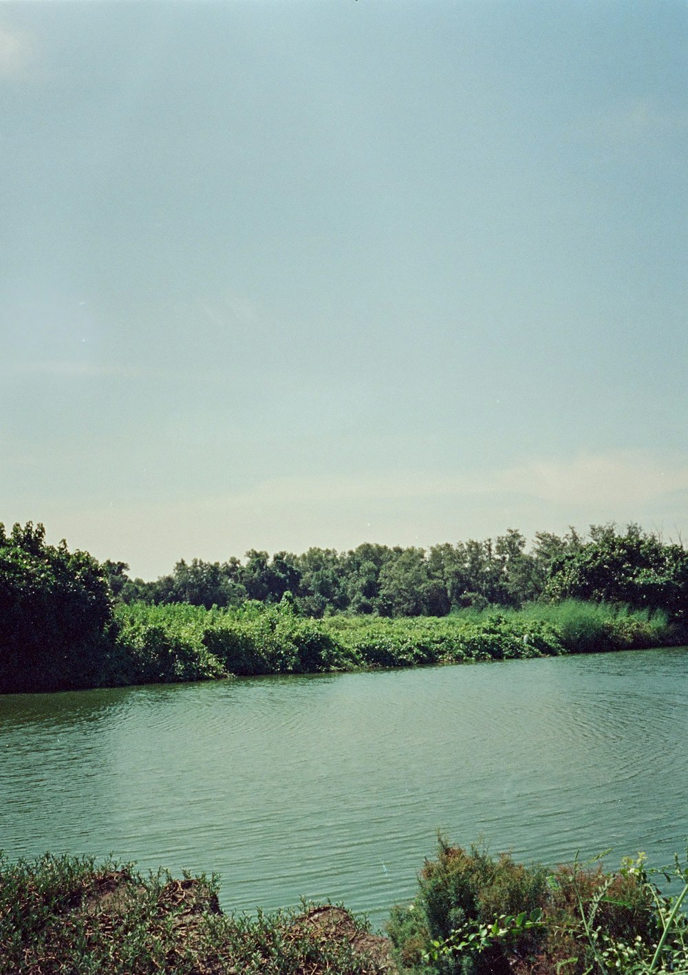 a body of water surrounded by trees and bushes