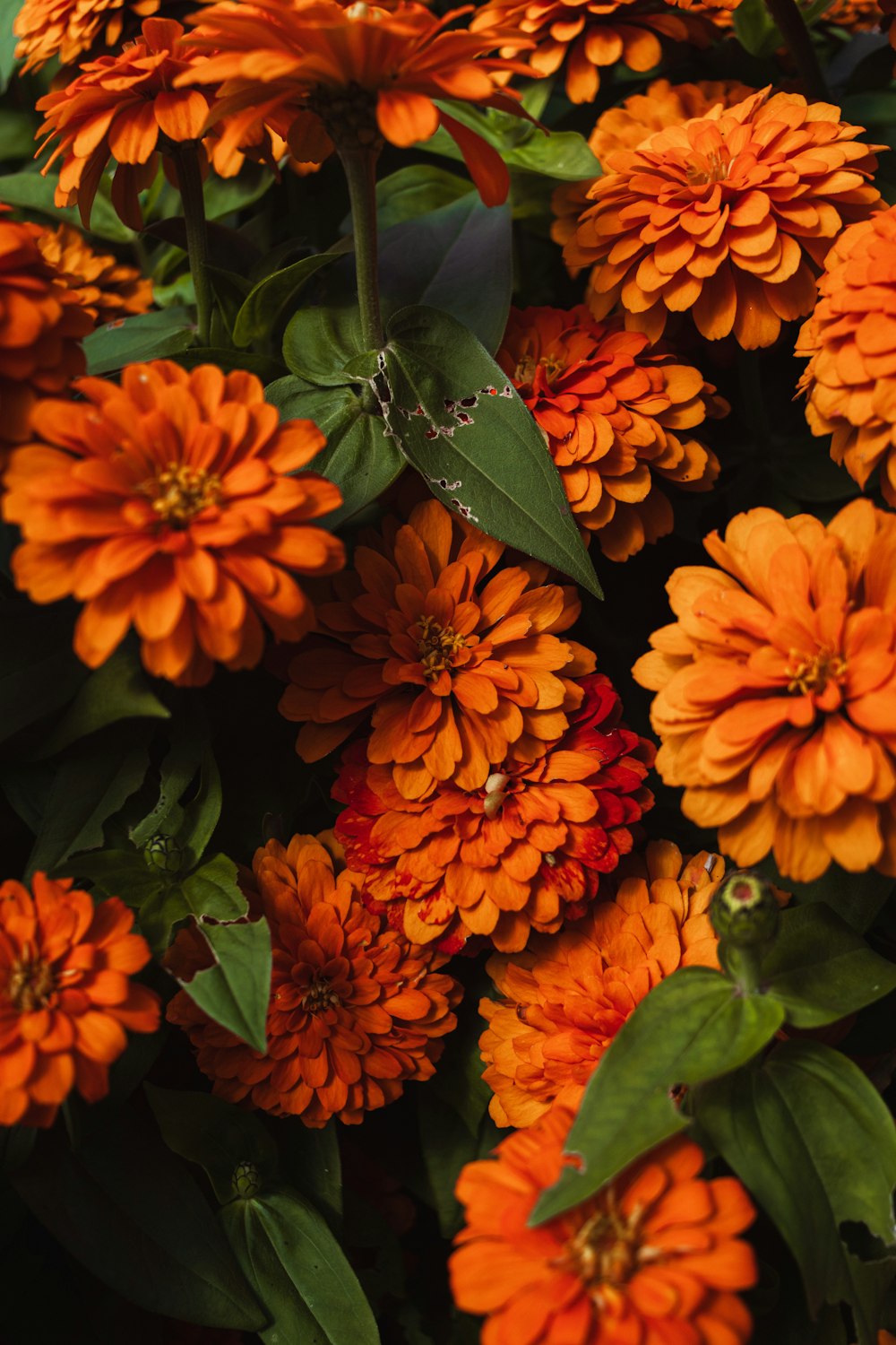 a bunch of orange flowers with green leaves