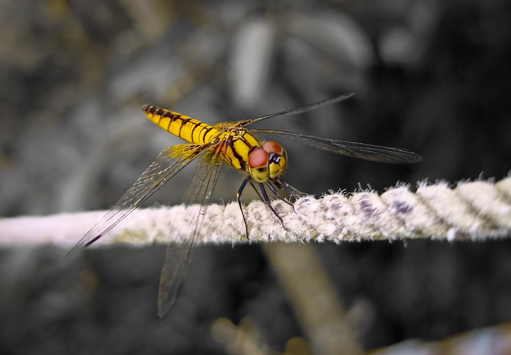 a yellow and black insect sitting on a rope