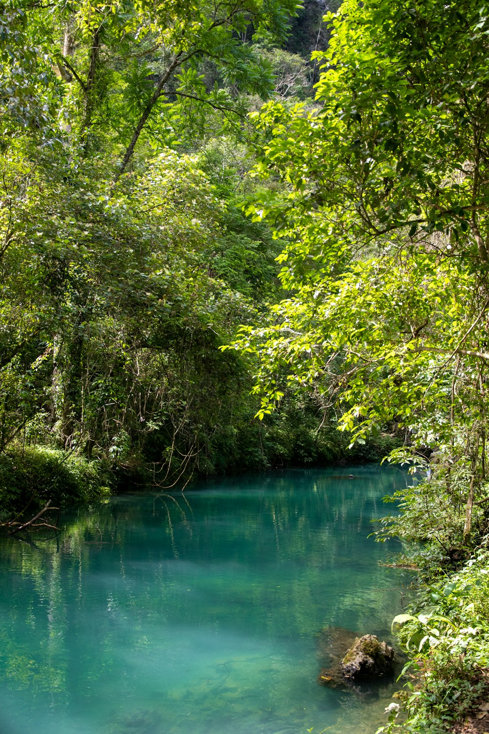 a river in the middle of a lush green forest