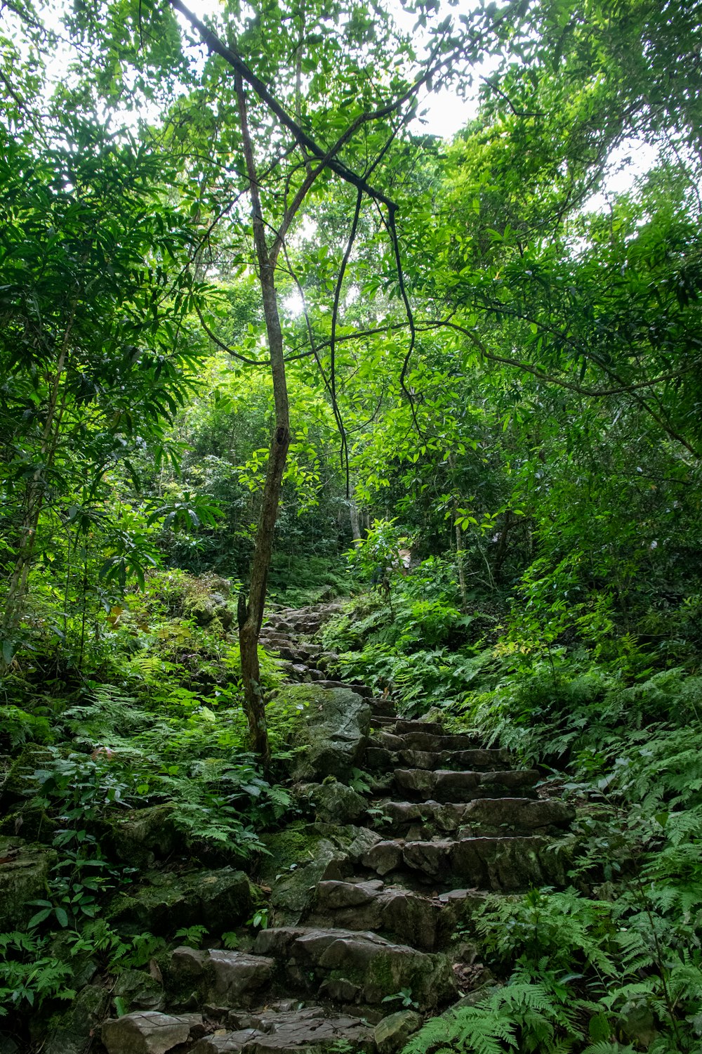 a set of steps in the middle of a forest