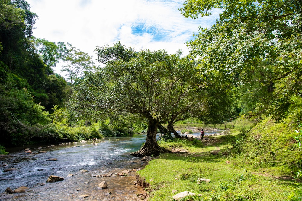 a river running through a lush green forest