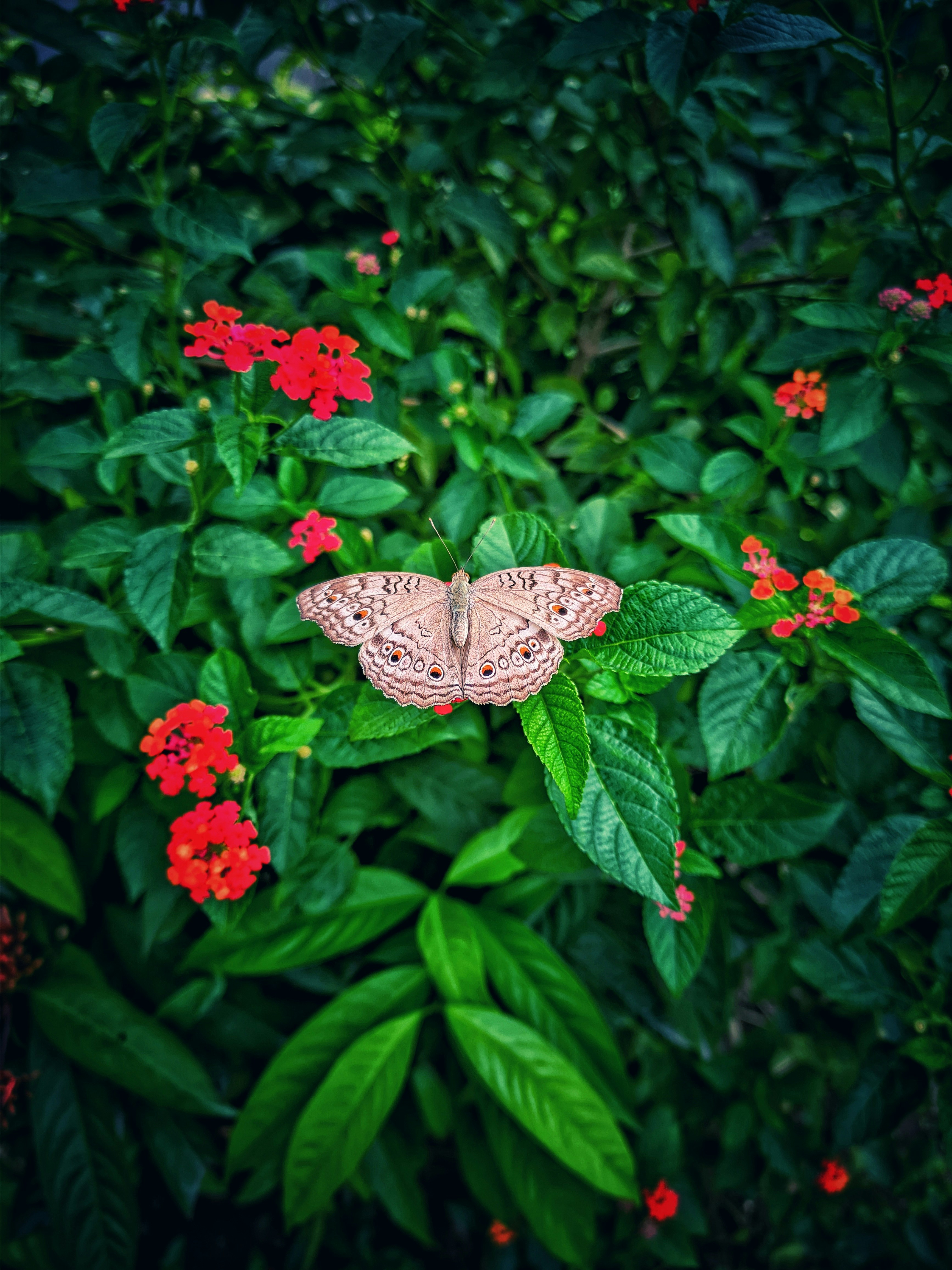 Photo by tanviralamhira