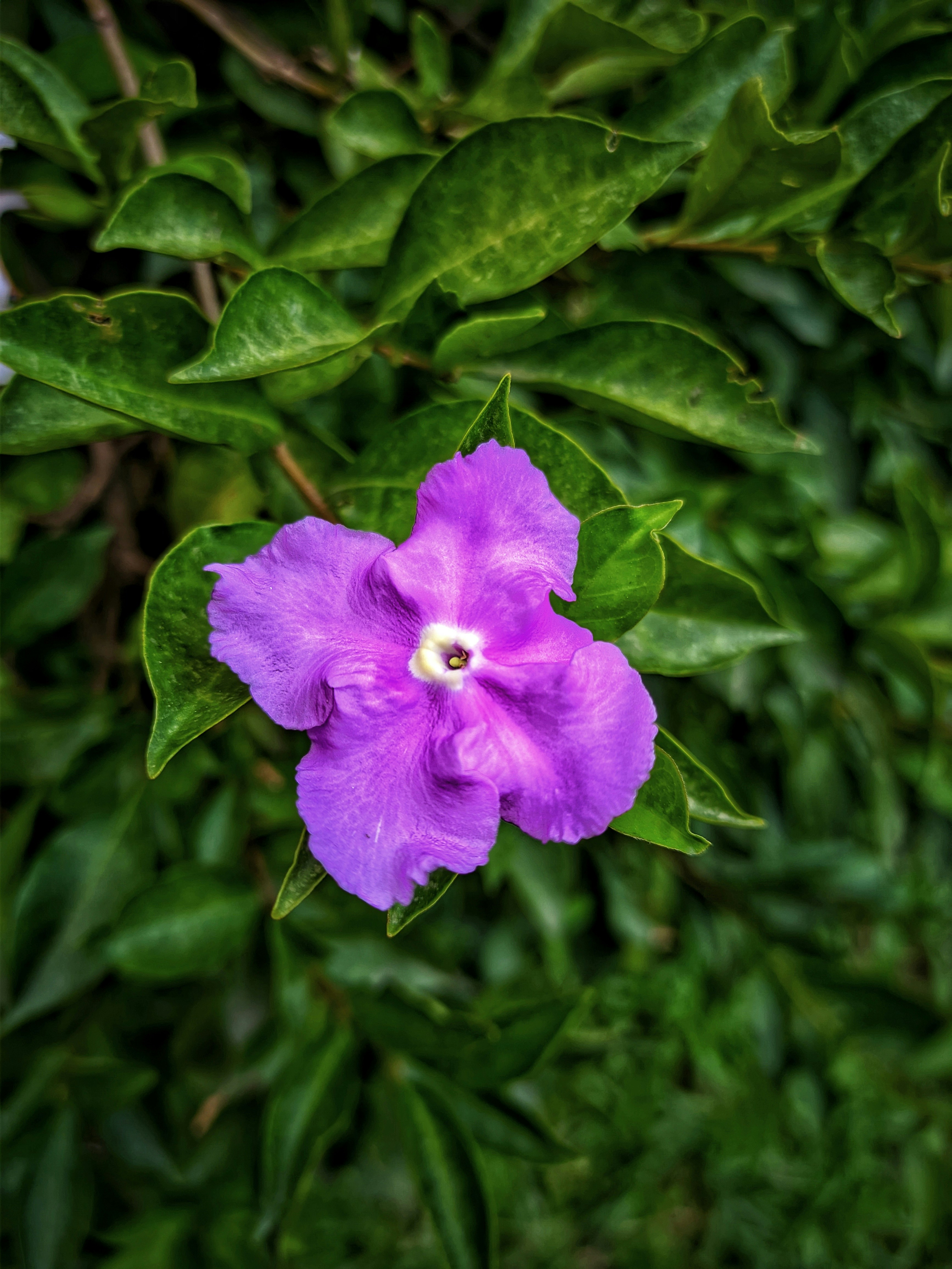 Photo by tanviralamhira