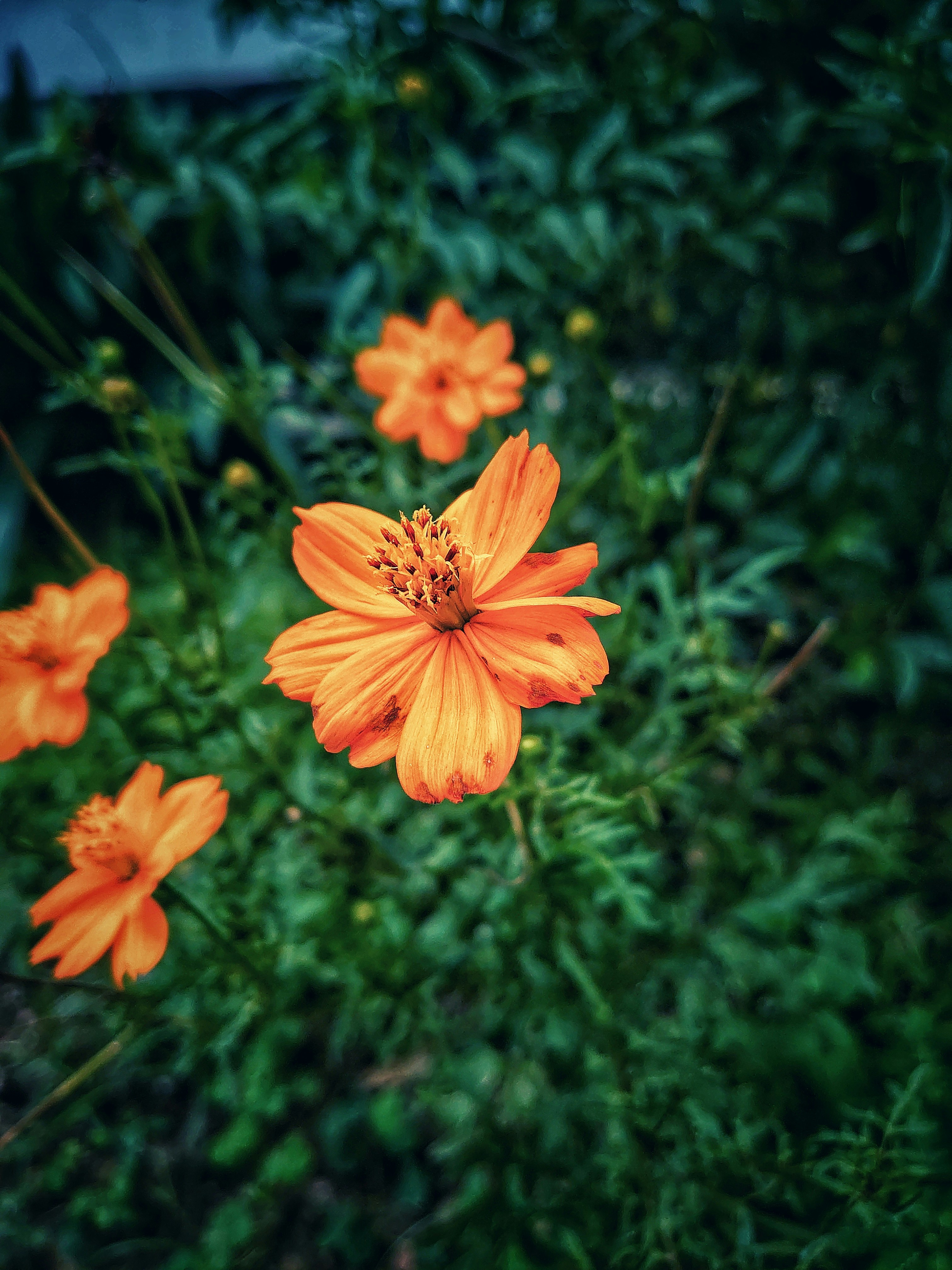 Photo by tanviralamhira