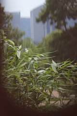 Sidewalk bordered by tall bamboo hedges, blending nature with city life.