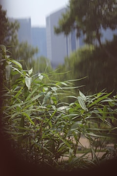 Sidewalk bordered by tall bamboo hedges, blending nature with city life.