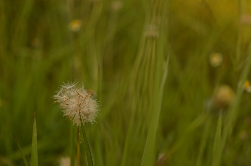 a close up of a dandelion in a field of grass