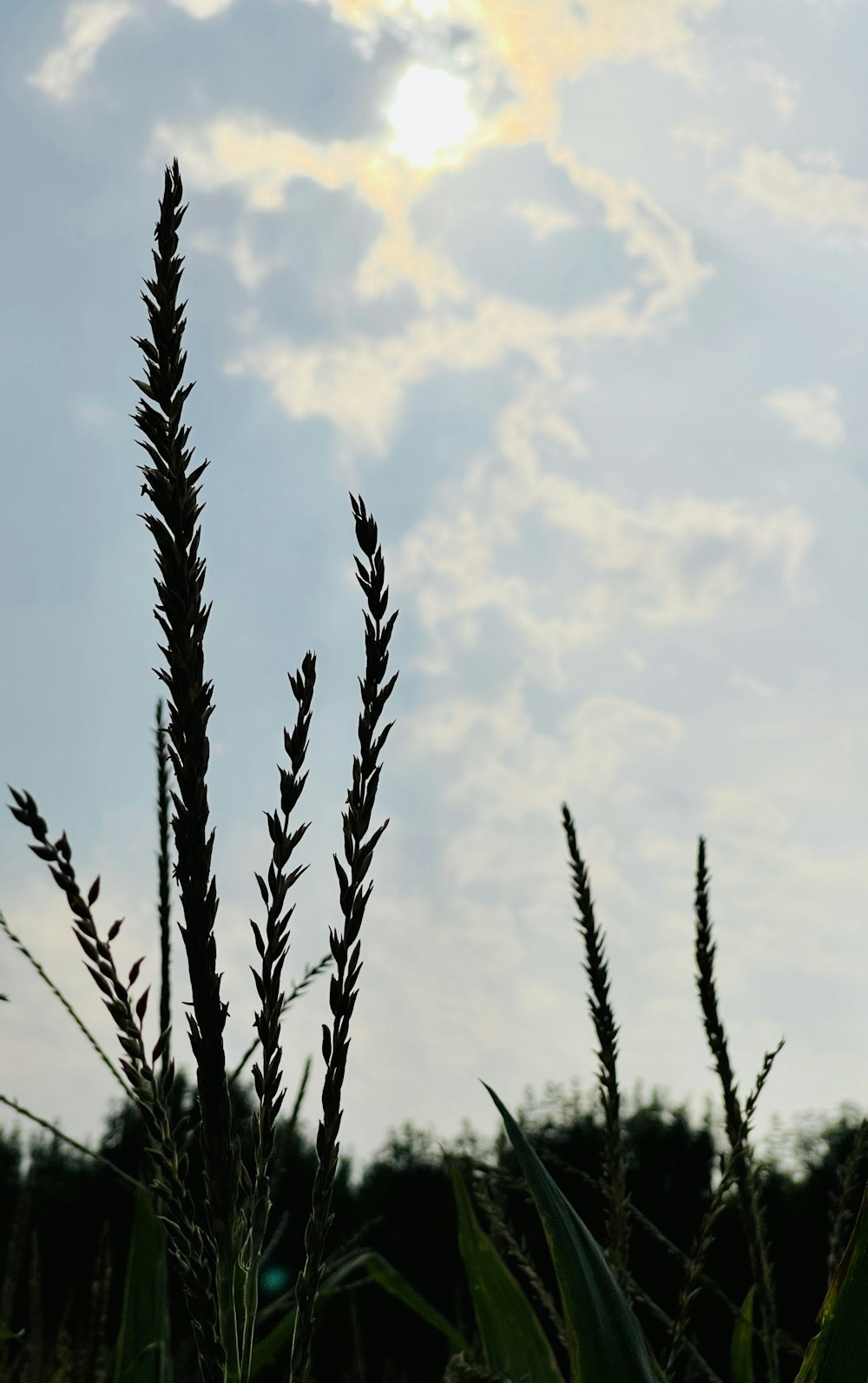 a field of tall grass under a cloudy sky