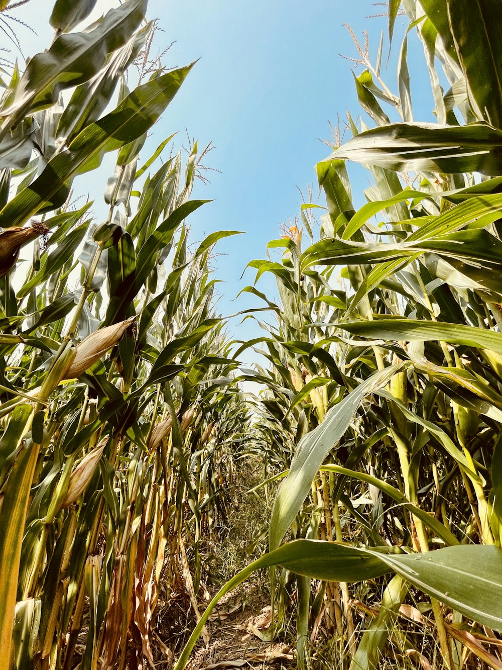 a corn field with a blue sky in the background