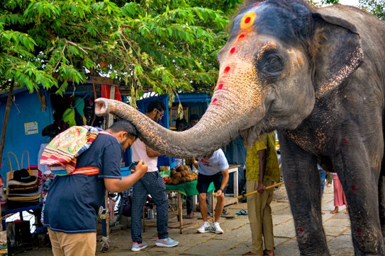 An elephant with decorative red markings is interacting with a person who has a colorful backpack under a green leafy canopy. The setting appears to be a marketplace or a street scene with people in the background. There are items on a table, potentially for sale, suggesting a vibrant and lively atmosphere.