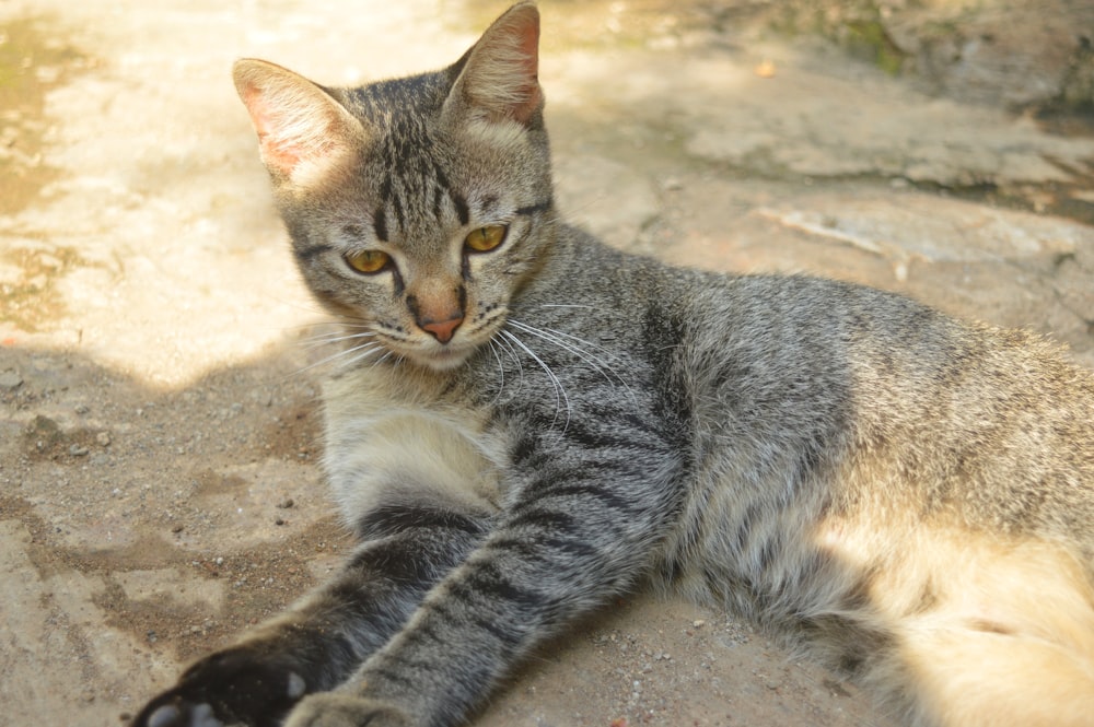 a cat laying on the ground looking at the camera