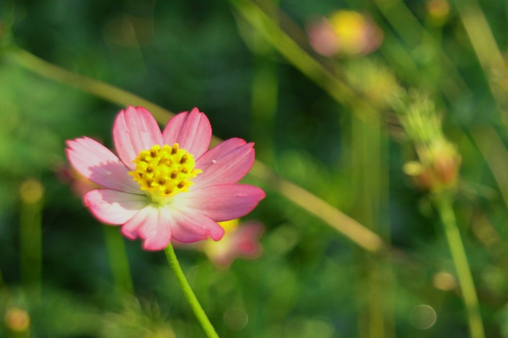 a pink flower with a yellow center in a field