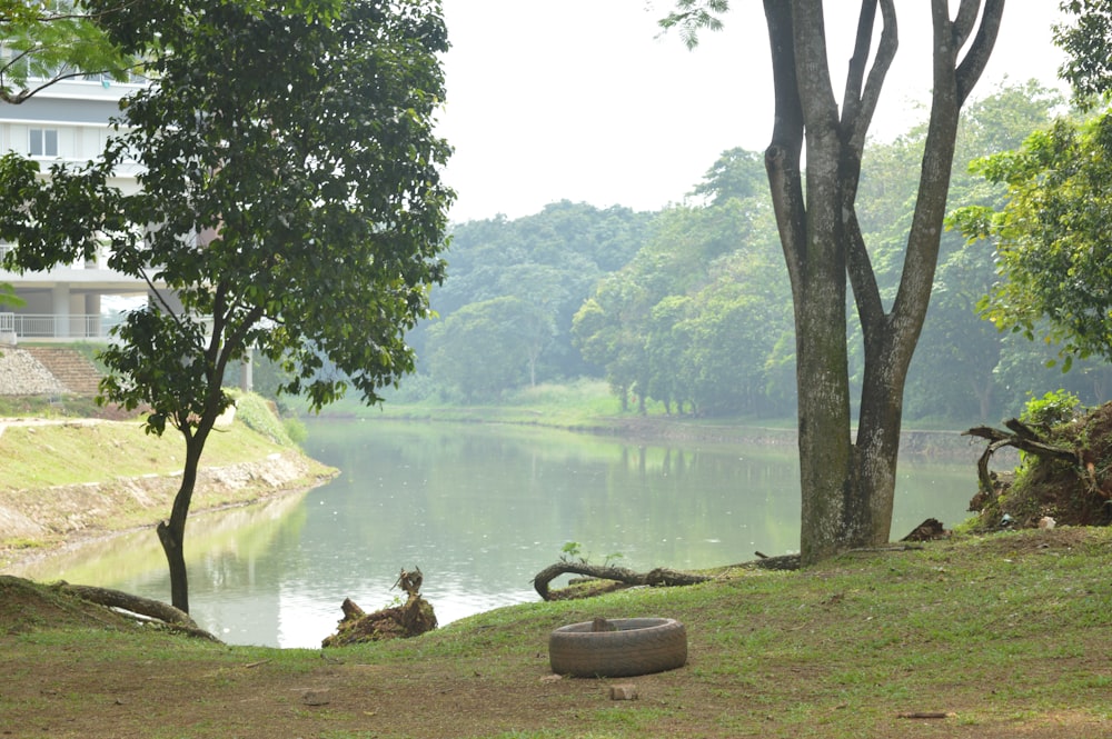 a tire sitting on the side of a hill next to a lake