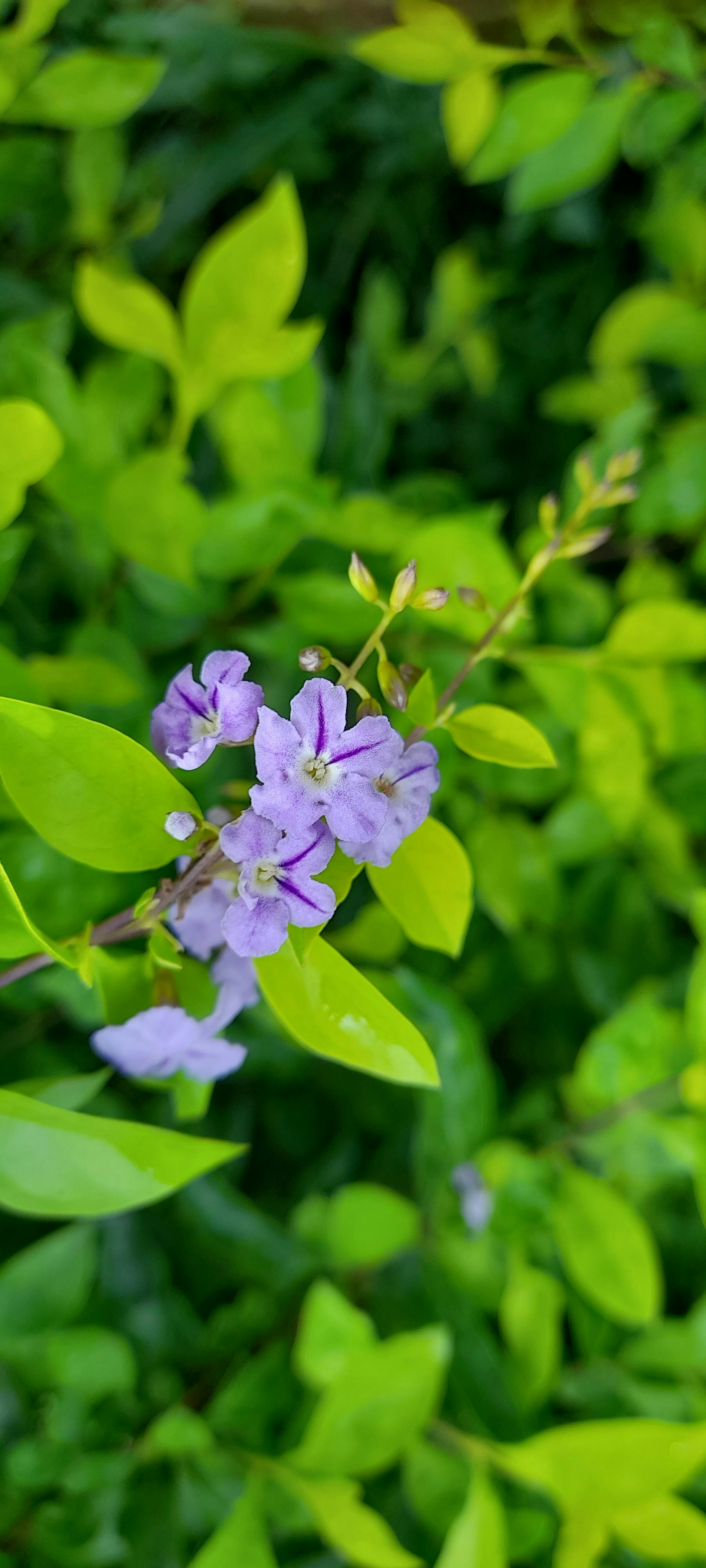 a purple flower with green leaves in the background