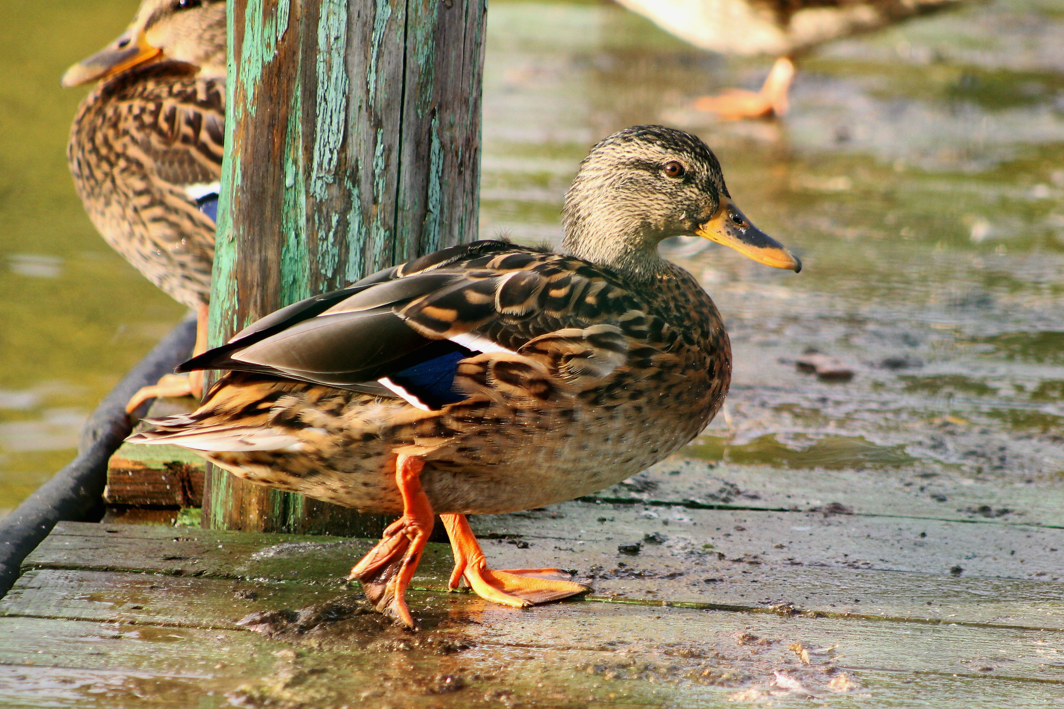 Photo by dragoncy635