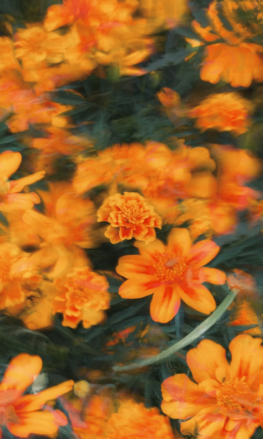 a bunch of flowers that are in the grass