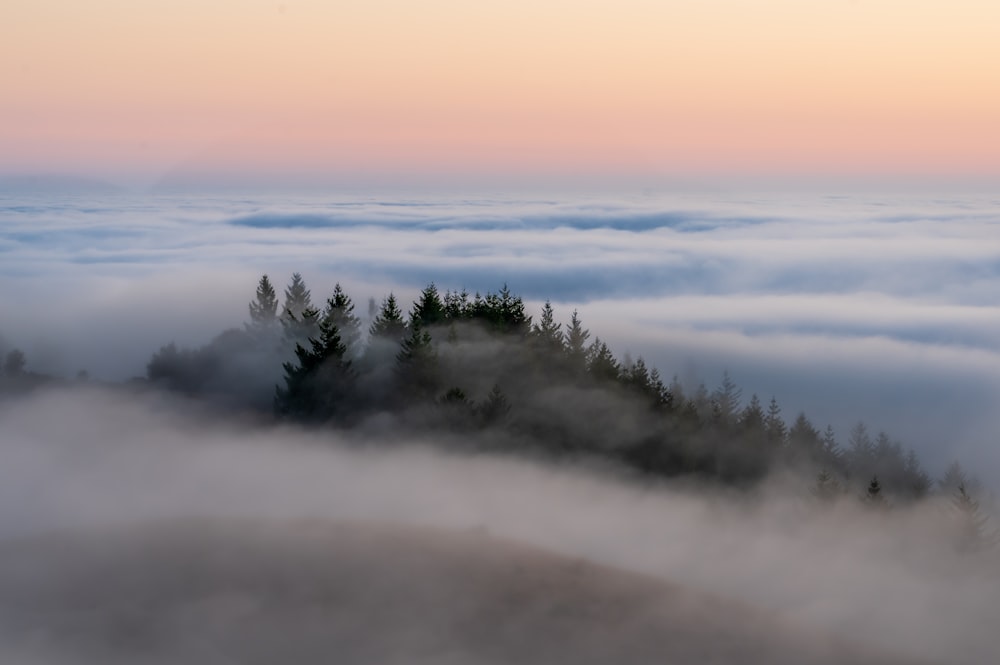 a hill covered in fog with trees on top of it