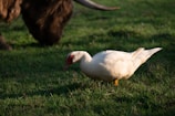 A white duck with a red patch around its eyes is standing on lush green grass. In the background, there is the blurred, hairy side of a large brown animal, possibly a bison or cow. The scene is set in a natural grassy environment with sunlight casting shadows.