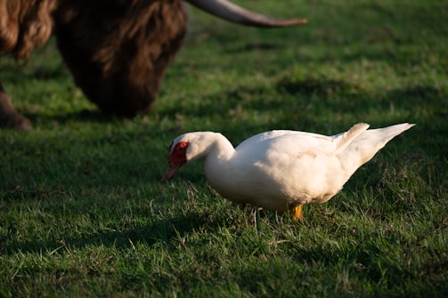 A white duck with a red patch around its eyes is standing on lush green grass. In the background, there is the blurred, hairy side of a large brown animal, possibly a bison or cow. The scene is set in a natural grassy environment with sunlight casting shadows.