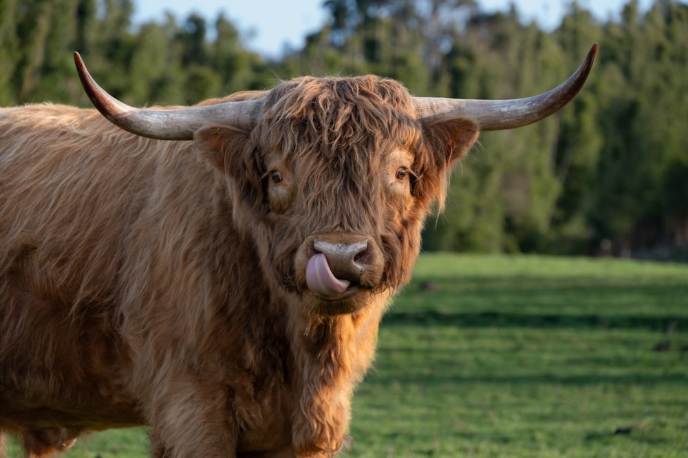 a brown cow with long horns standing in a field