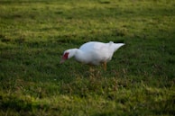 A farmer feeding ducks in a lush green field.