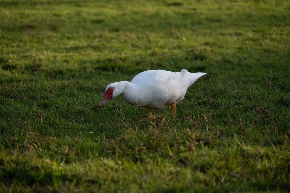a white bird standing on top of a lush green field