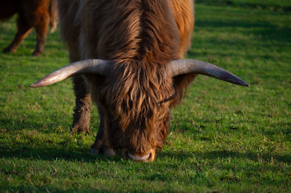 a close up of a cow with long horns grazing in a field